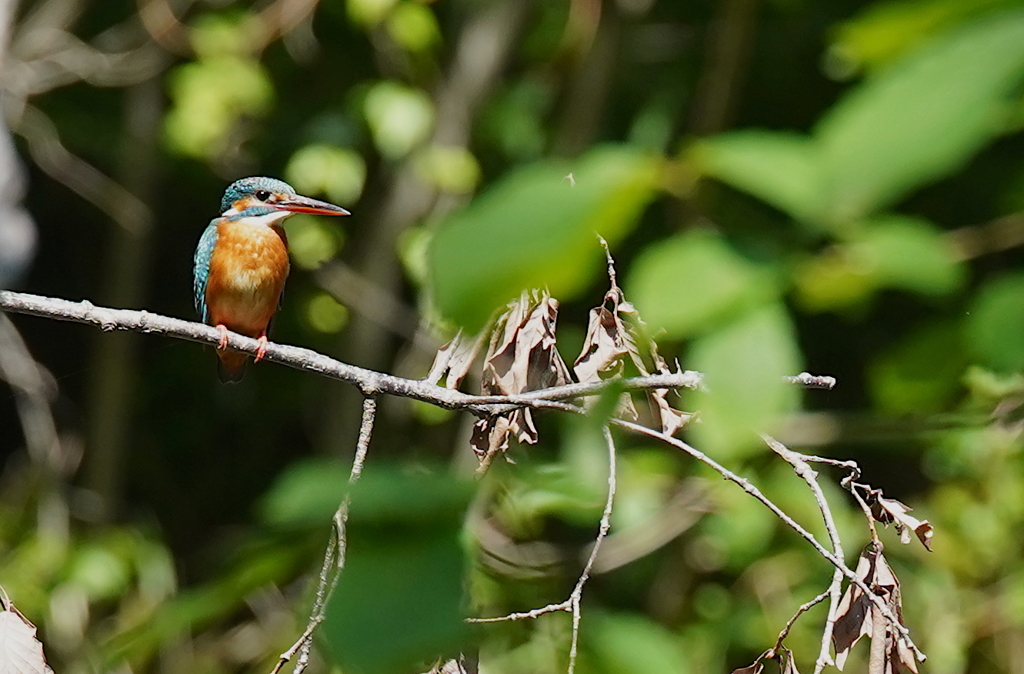 カワセミちゃん♀ 大阪／千里