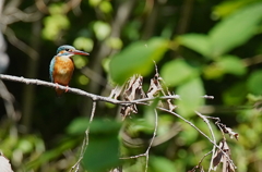 カワセミちゃん♀ 大阪／千里