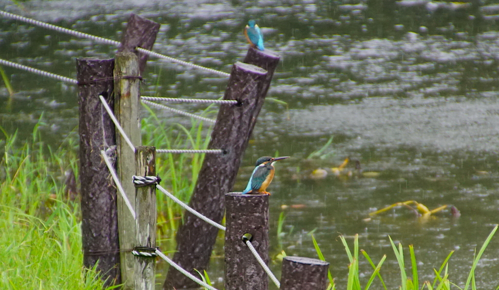ツインなカワセミくん（大阪／千里）