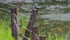 ツインなカワセミくん（大阪／千里）