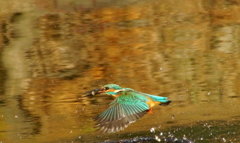 お魚くわえ飛行