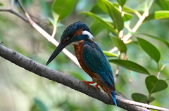 枝にカワセミくん　　大阪／千里