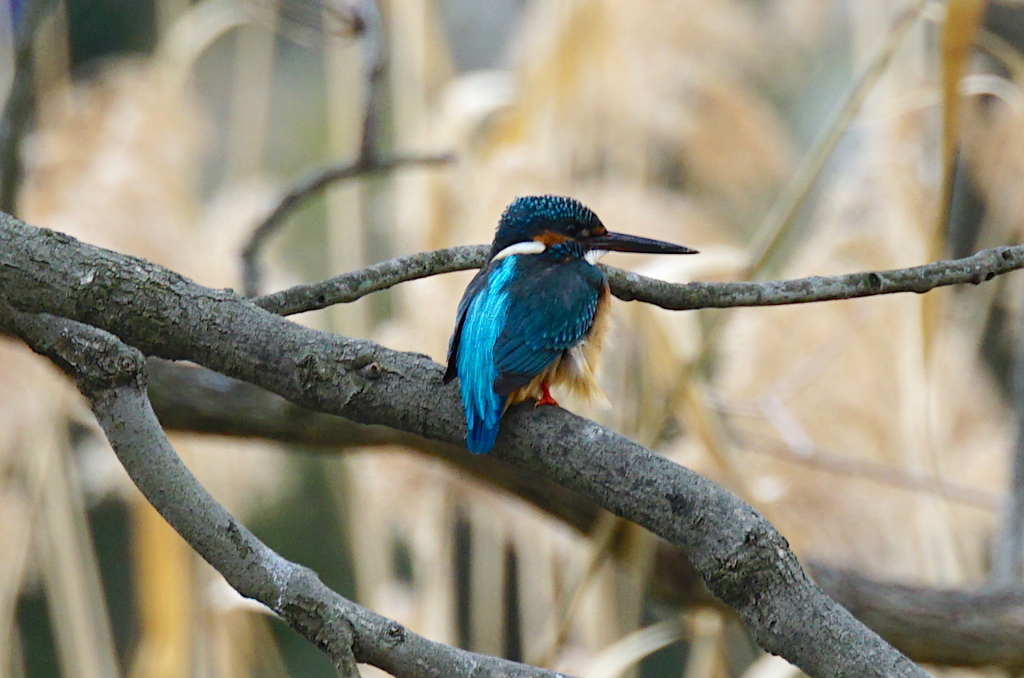 風に揺られるカワセミくん♂  大阪／千里