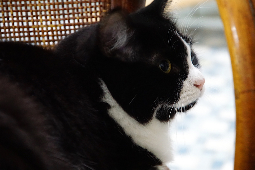 白黒猫