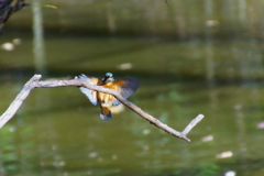 カワセミくん♂（大阪／堺市）