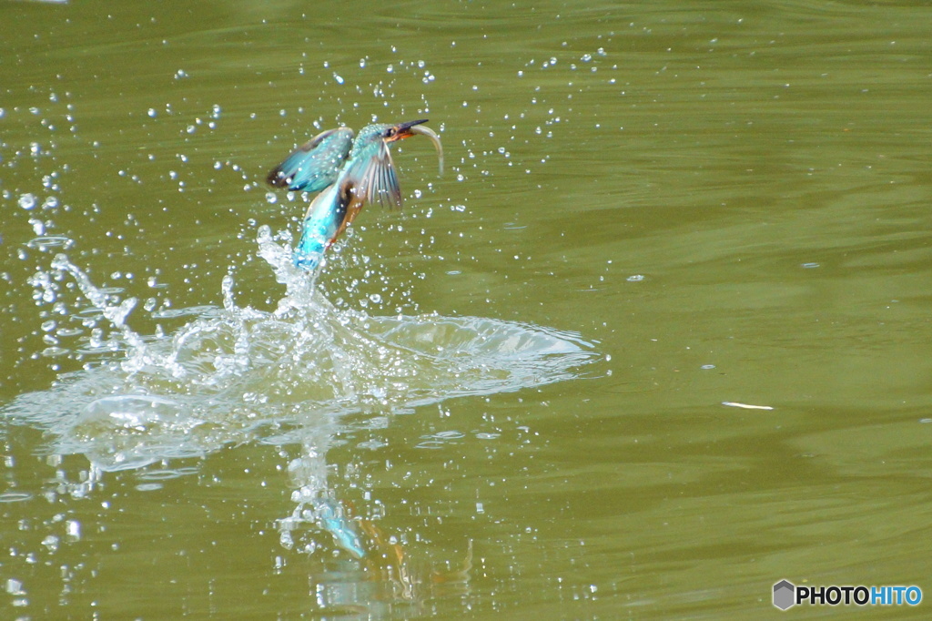 捕食なカワセミくん