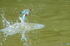 捕食なカワセミくん