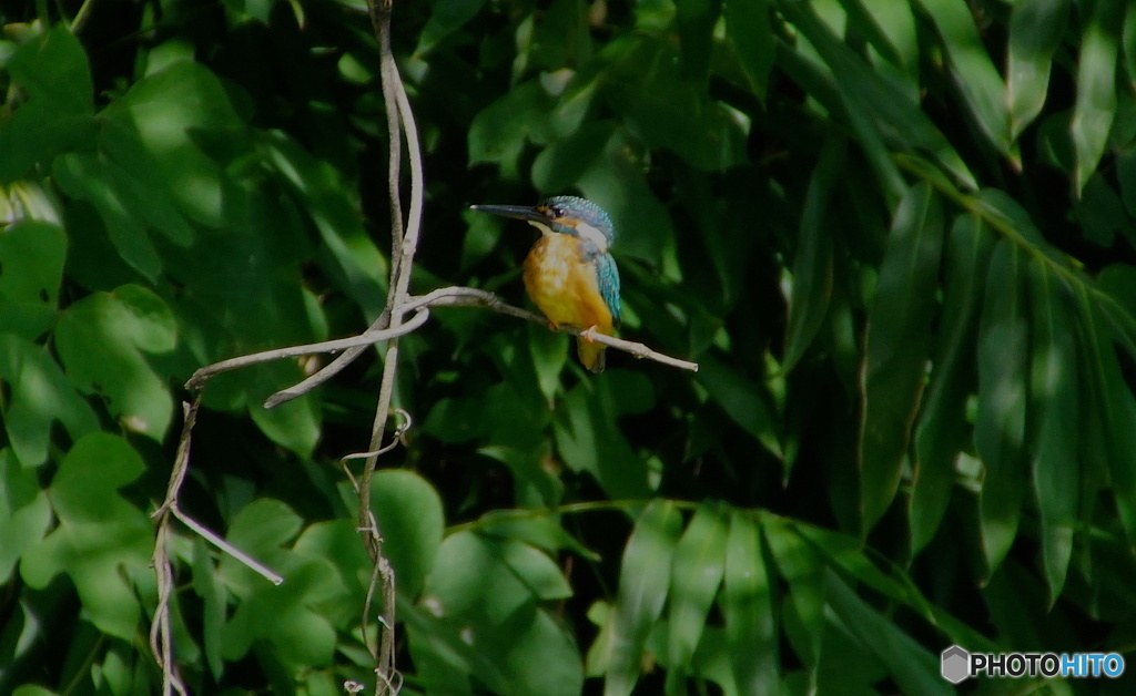 カワセミくん（大阪／茶臼山）