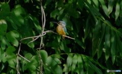 カワセミくん（大阪／茶臼山）
