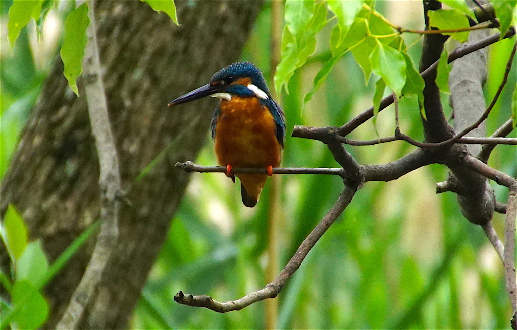 カワセミくん（大阪／吹田市）