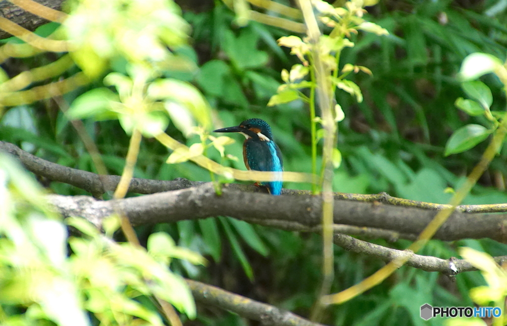 カワセミくん（大阪）