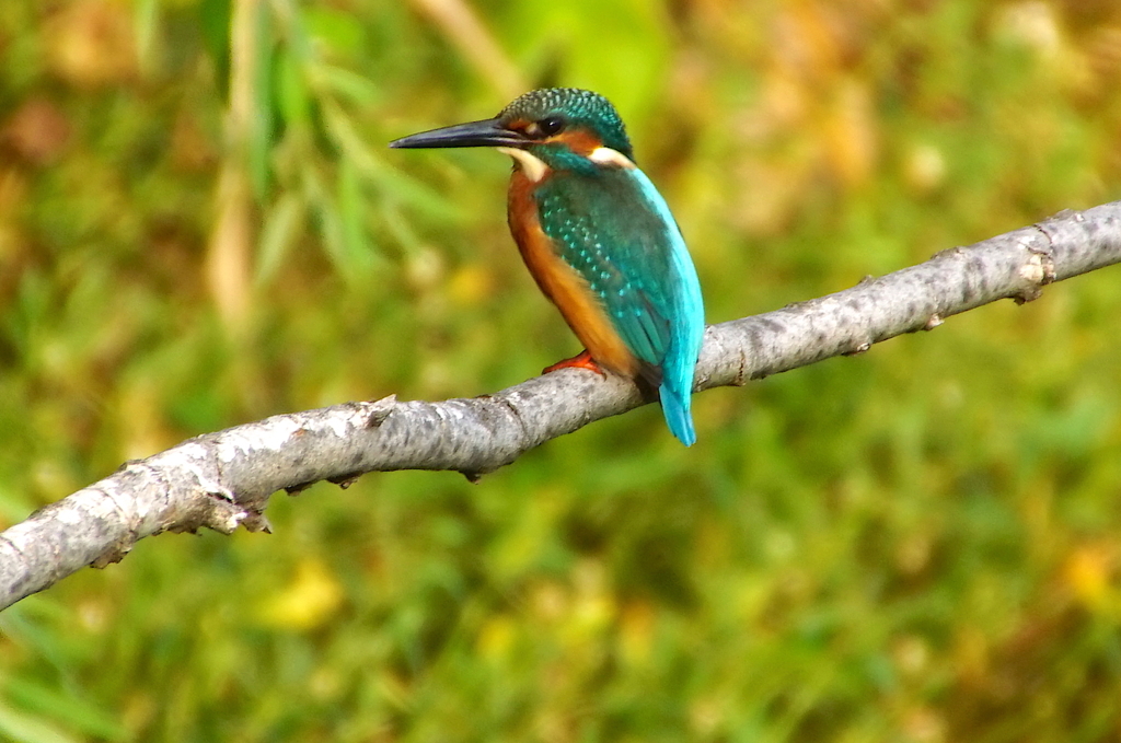 カワセミくん（大阪）