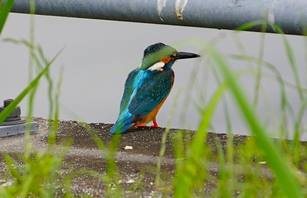 堤防にカワセミくん　　大阪／恩智川