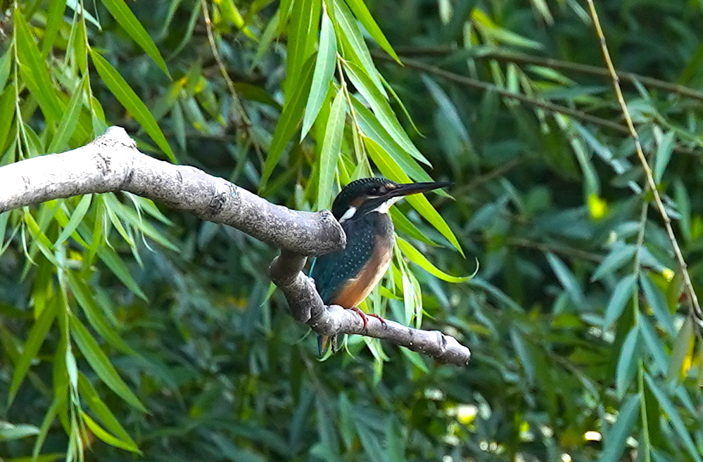 枝にカワセミくん　大阪／旭区