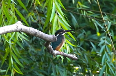 枝にカワセミくん　大阪／旭区