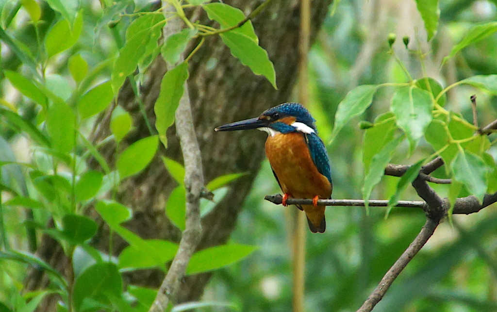 カワセミくん（大阪／千里）