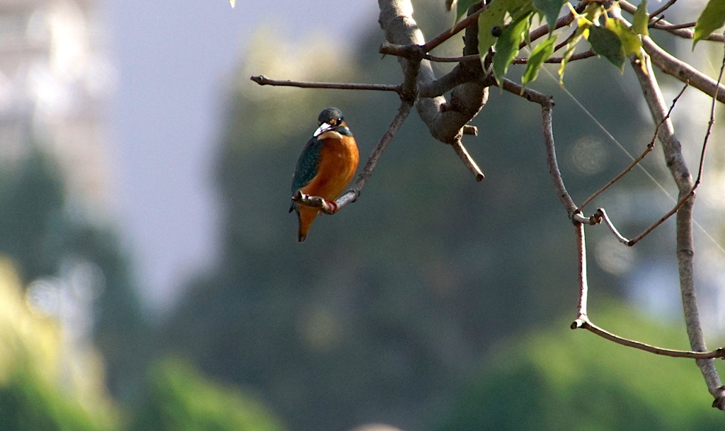 カワセミくん（♂）大阪／千里