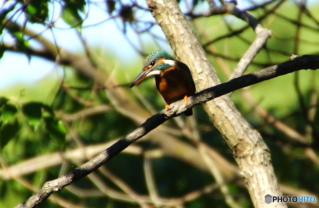 カワセミちゃん