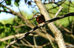 カワセミちゃん