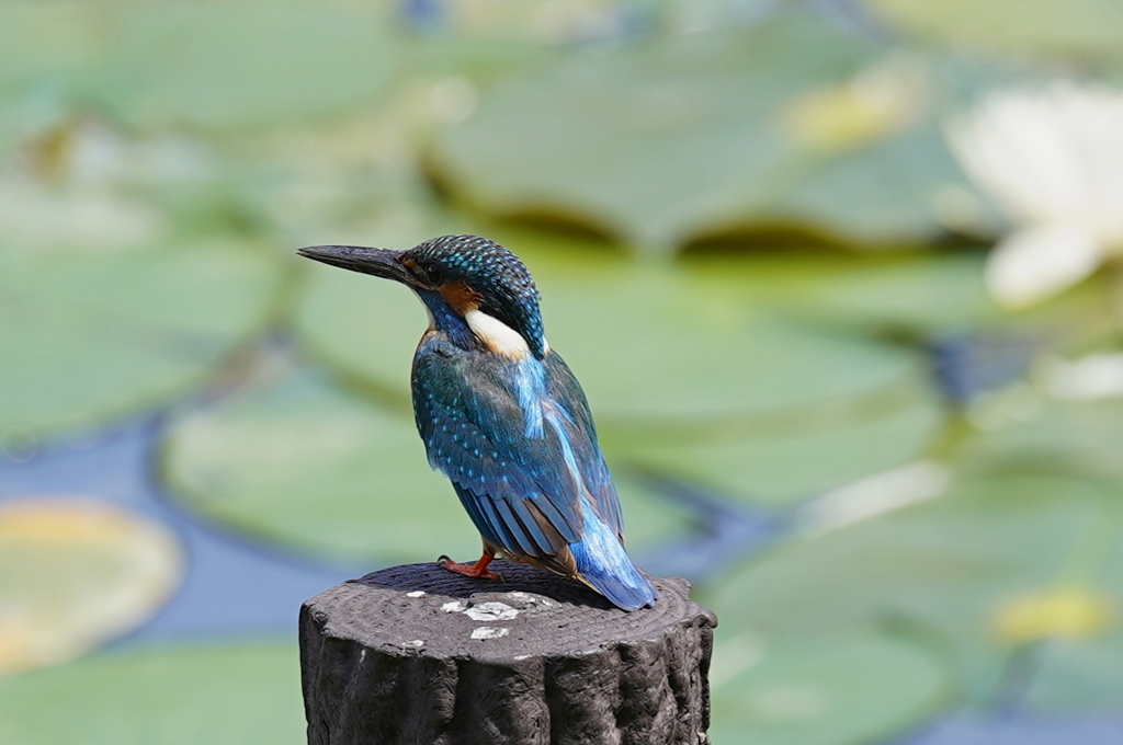 杭にカワセミくん♂  大阪◇豊中千里