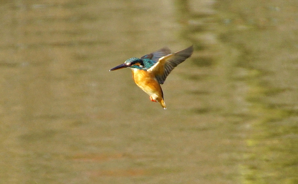 ホバリングなカワセミくん