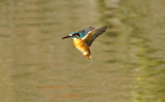 ホバリングなカワセミくん