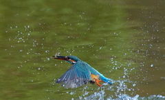 お魚ゲットなカワセミちゃん（♀）大阪／旭