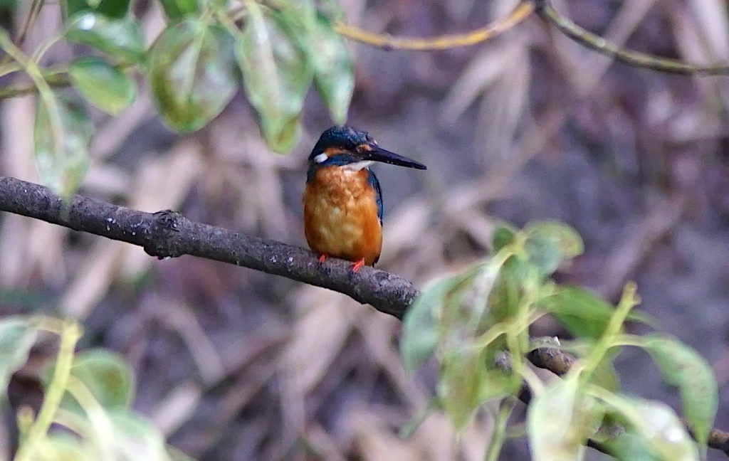 カワセミくん（大阪／天王寺）