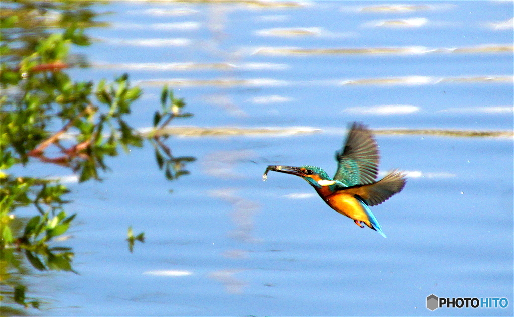 お魚ゲットなカワセミくん