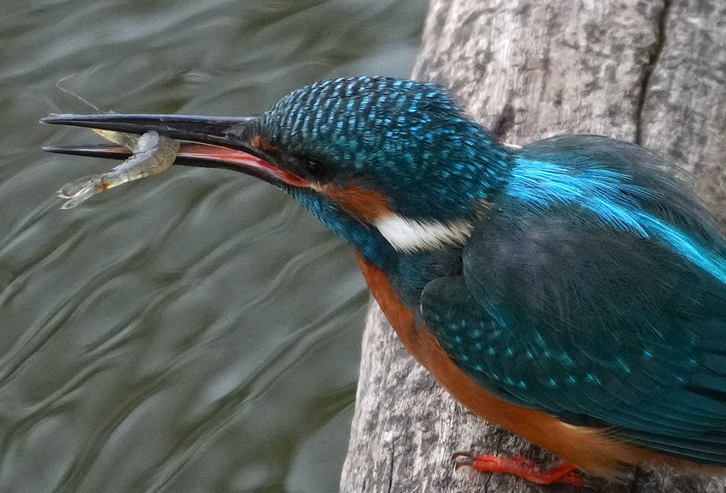 海老ゲットなカワセミくん　　大阪・天王寺