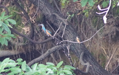 カワセミくん家族