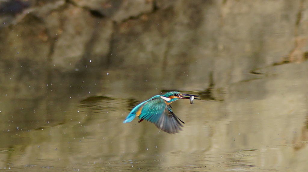 カワセミちゃん