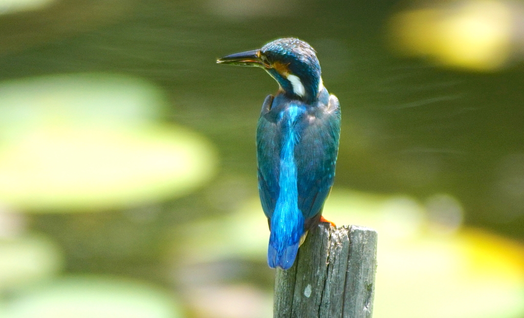 カワセミくん（大阪／千里中央）