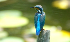 カワセミくん（大阪／千里中央）