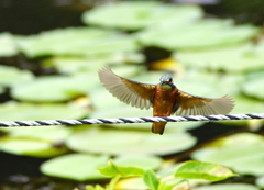 羽ばたきロープ着