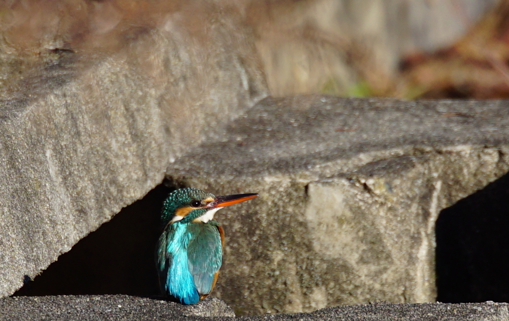 寒い日の朝陽を浴びるカワセミちゃん