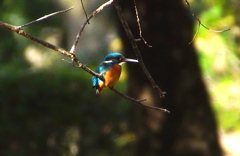 カワセミくん♂（大阪／堺市）