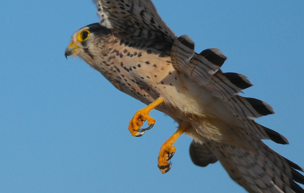 チョウゲンボウくん飛び上がりな　大阪／淀川