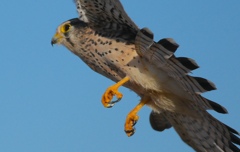 チョウゲンボウくん飛び上がりな　大阪／淀川