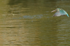 カワセミちゃん