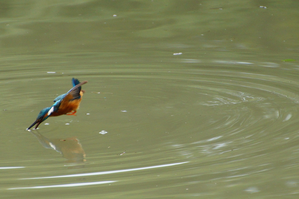 突入カワセミくん