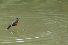 突入カワセミくん