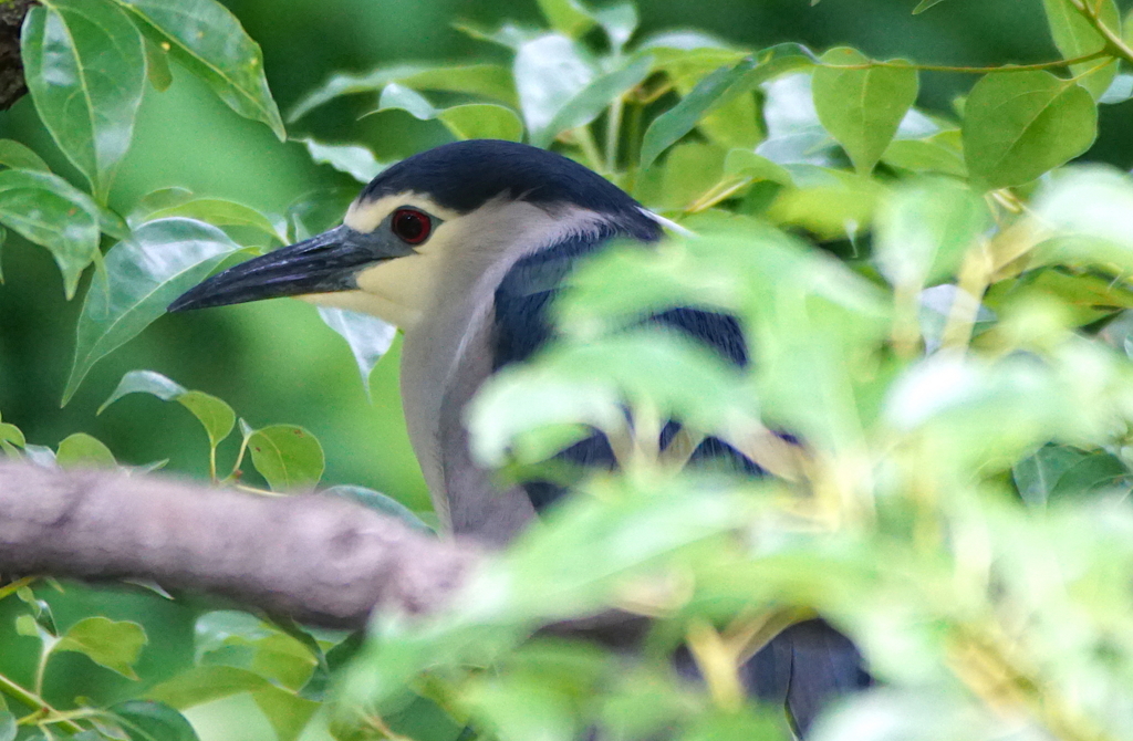 ゴイサギくん（大阪／茶臼山）
