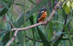 カワセミちゃん（雌）