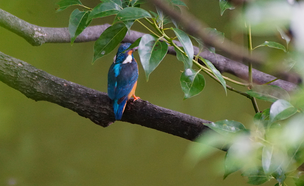 青い鳥