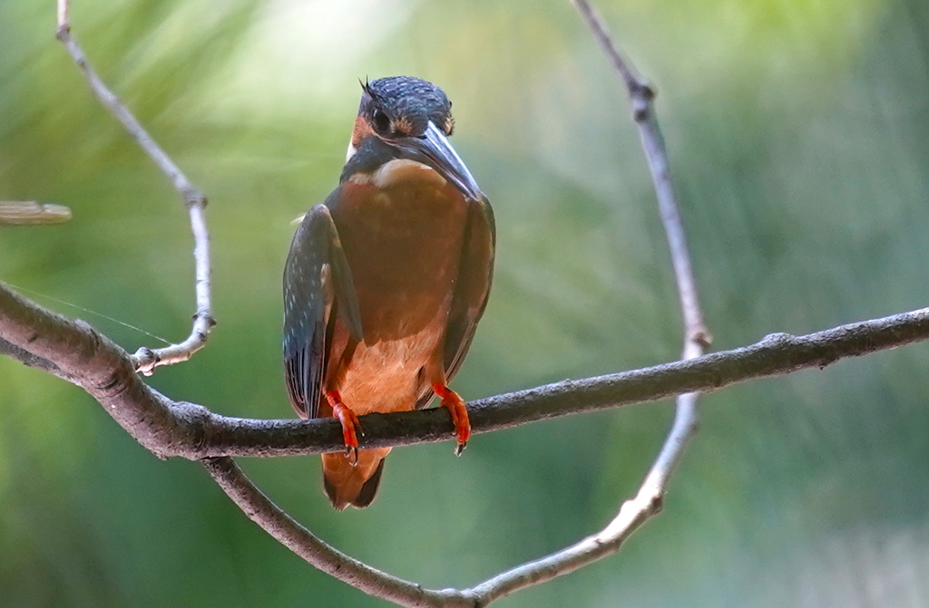 まつ毛長いように見える(笑)