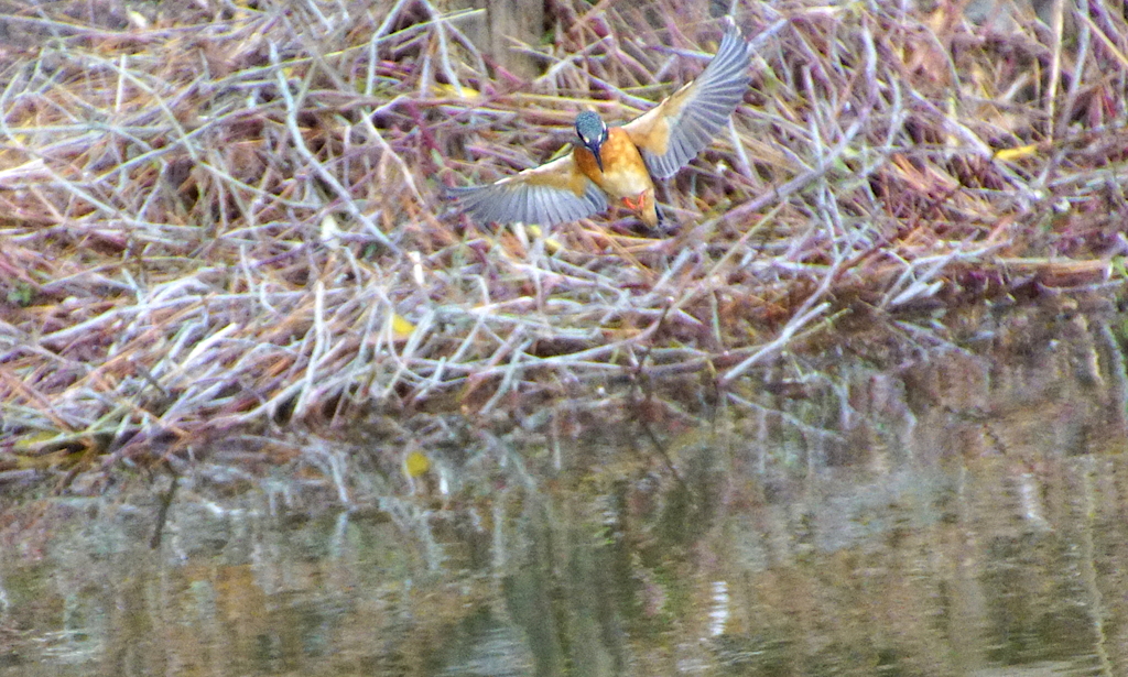 ホバリングなカワセミちゃん♀