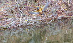 ホバリングなカワセミちゃん♀