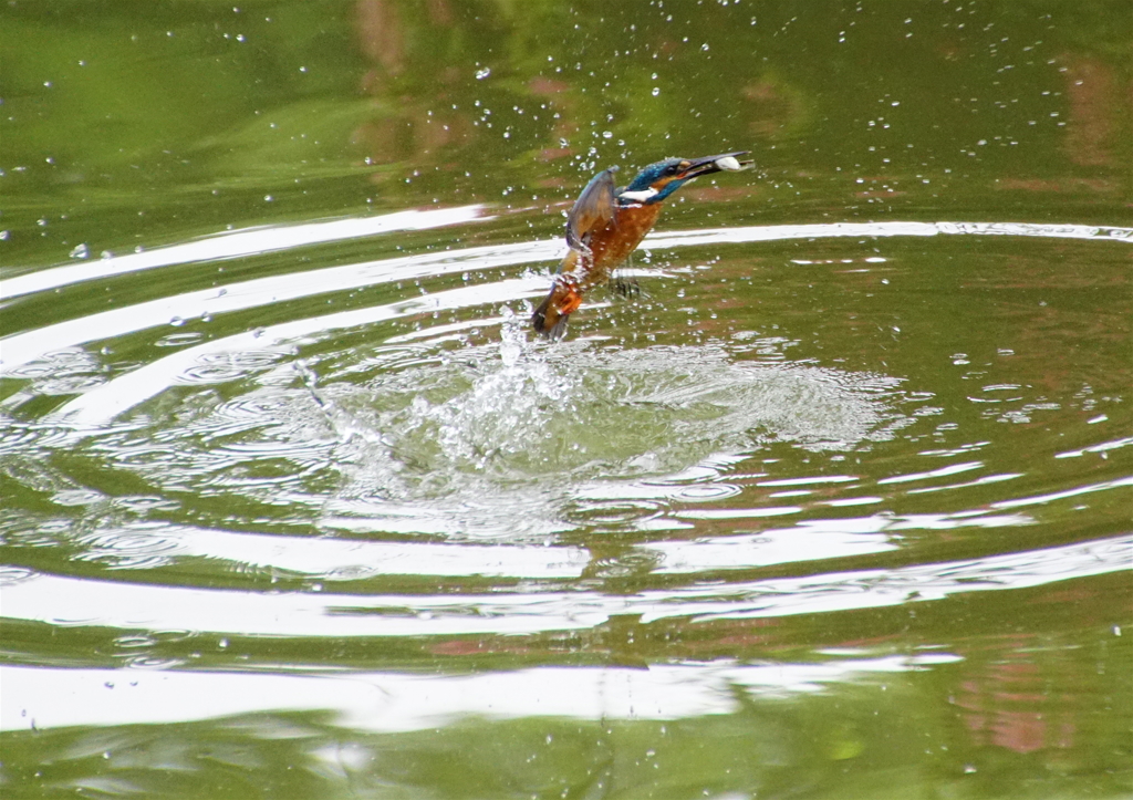 お魚ゲットなう　カワセミくん