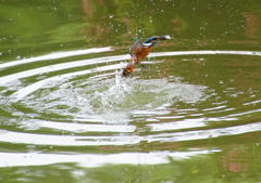 お魚ゲットなう　カワセミくん